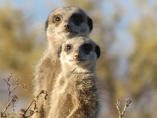 alert meerkats